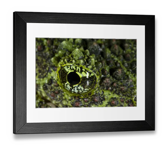 Framed Print : Mossy frog (Theloderma corticale) close up of eye Framed Print : Mossy frog (Theloderma corticale) close up of eye