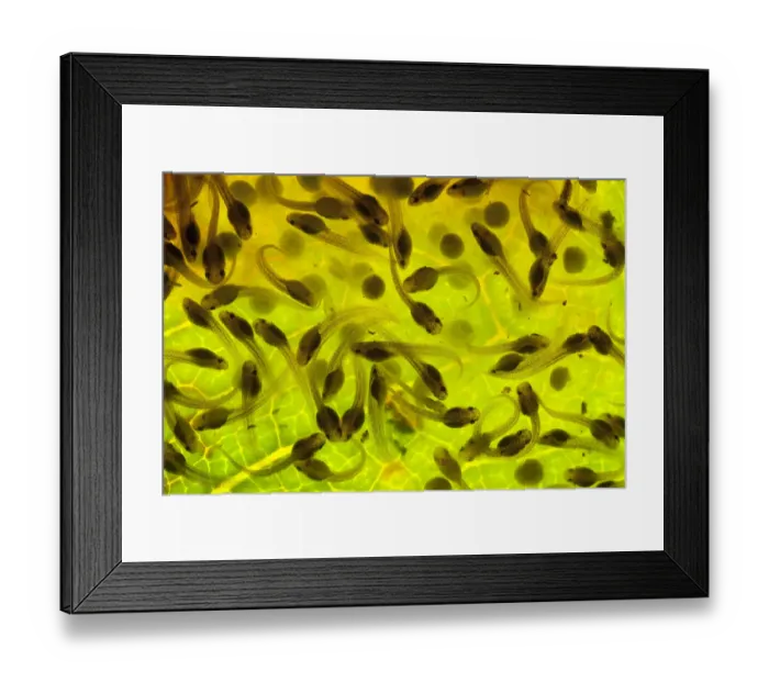 Framed Print : Developing eggs of Spotted reed frog (Hyperolius puncticulatus) at day 8 Framed Print : Developing eggs of Spotted reed frog (Hyperolius puncticulatus) at day 8
