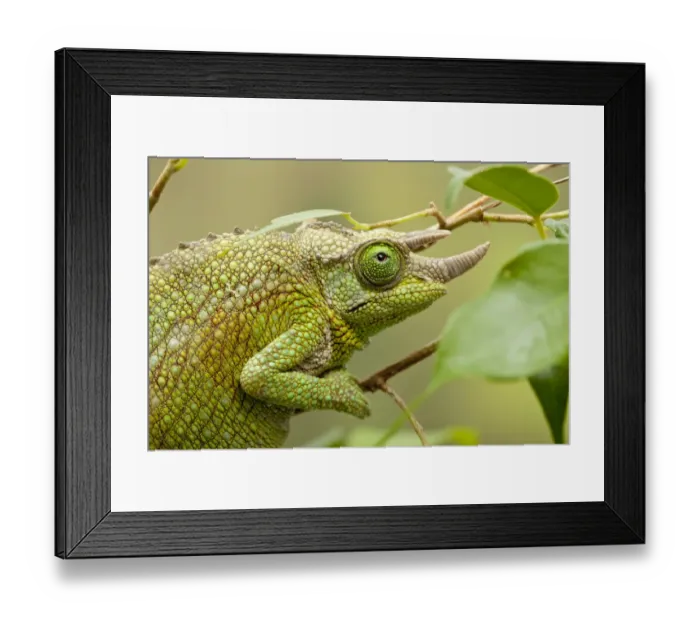 Framed Print : Male Jacksons chameleon (Chamaeleo jacksonii) on tree branch, East Africa Framed Print : Male Jacksons chameleon (Chamaeleo jacksonii) on tree branch, East Africa