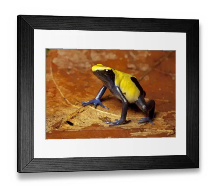 Framed Print : Dyeing poison dart frog (Dendrobates tinctorius), Citronella form Framed Print : Dyeing poison dart frog (Dendrobates tinctorius), Citronella form