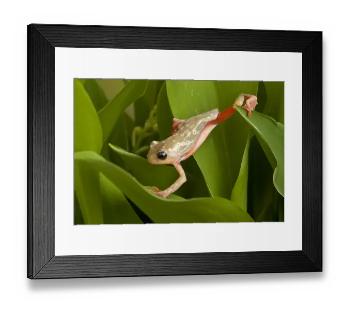 Framed Print : Marbled reed frog (Hyperolius marmoratus) climbing on leaves, Tanzania, Africa Framed Print : Marbled reed frog (Hyperolius marmoratus) climbing on leaves, Tanzania, Africa