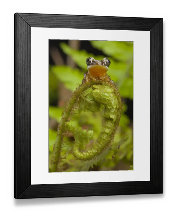 Framed Print : Pygmy leaf-folding frog (Afrixalus brachycnemis) sitting on a fern frond, Tanzania Framed Print : Pygmy leaf-folding frog (Afrixalus brachycnemis) sitting on a fern frond, Tanzania
