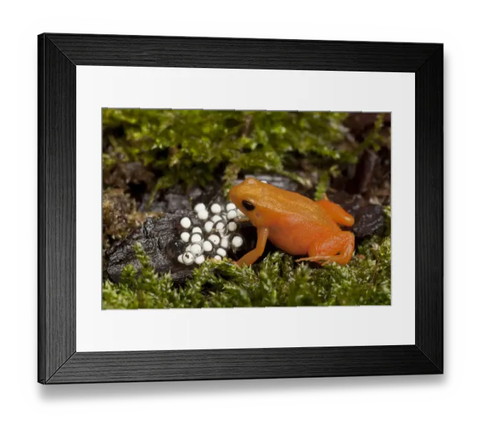 Framed Print : Golden mantella frog (Mantella aurantiaca) with freshly laid eggs on wet mossy ground Framed Print : Golden mantella frog (Mantella aurantiaca) with freshly laid eggs on wet mossy ground