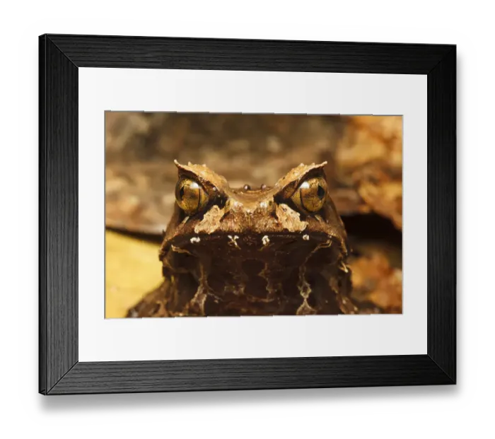 Framed Print : Montane horned frog (Megophrys kobayashii) head close up, Kinabalu National Park, Sabah Framed Print : Montane horned frog (Megophrys kobayashii) head close up, Kinabalu National Park, Sabah