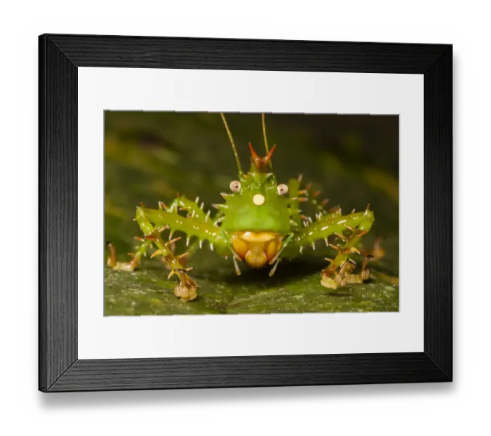 Framed Print : Spiny devil katydid (Panacanthus cuspidatus), Napo, Ecuador, South America Framed Print : Spiny devil katydid (Panacanthus cuspidatus), Napo, Ecuador, South America