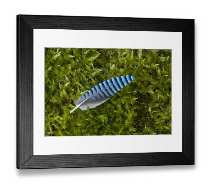 Framed Print : Jay (Garrulus glandarius) feather, on mossy ground, Yorkshire. UK. March, 2011 Framed Print : Jay (Garrulus glandarius) feather, on mossy ground, Yorkshire. UK. March, 2011