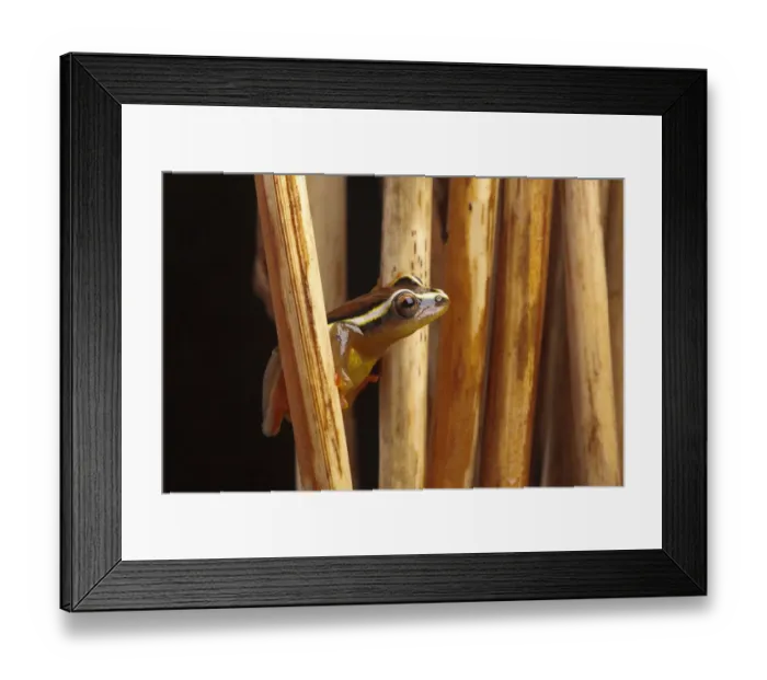 Framed Print : Spotted reed frog (Hyperolius puncticulatus) amongst reeds, Tanzania, Africa Framed Print : Spotted reed frog (Hyperolius puncticulatus) amongst reeds, Tanzania, Africa