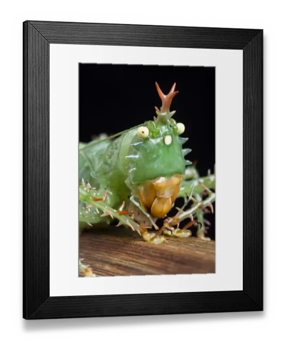 Framed Print : Spiny devil katydid (Panacanthus cuspidatus) eating a grub, Napo, Ecuador, South America