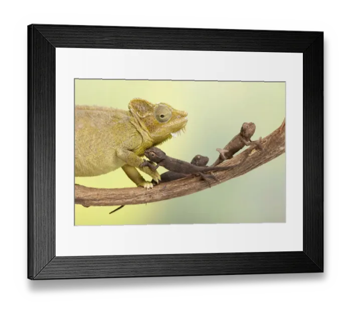 Framed Print : High-casqued chameleon / Von Hoehnels chameleon (Trioceros hoehnelii Framed Print : High-casqued chameleon / Von Hoehnels chameleon (Trioceros hoehnelii