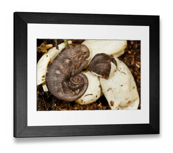 Framed Print : Panther chameleon (Furcifer pardalis) just hatched and hatching Framed Print : Panther chameleon (Furcifer pardalis) just hatched and hatching