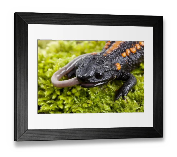 Framed Print : Kweichow crocodile newt (Tylototriton kweichowensis) feeding on a worm, China Framed Print : Kweichow crocodile newt (Tylototriton kweichowensis) feeding on a worm, China