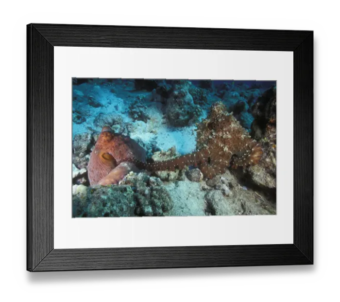 Framed Print : Pair of mating Big blue octopuses (Octopus cyanea) where the male, on the right Framed Print : Pair of mating Big blue octopuses (Octopus cyanea) where the male, on the right