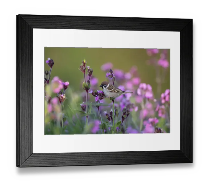 Framed Print : Tree sparrow (Passer montanus) perched, surrounded by wildflowers, Bempton Cliffs Framed Print : Tree sparrow (Passer montanus) perched, surrounded by wildflowers, Bempton Cliffs