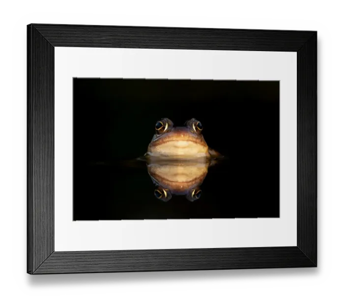 Framed Print : Common frog (Rana temporaria) submerged in water showing its reflection, Leicestershire