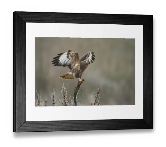 Framed Print : Common buzzard (Buteo buteo) perched on stump with wings spread, Northamptonshire, UK Framed Print : Common buzzard (Buteo buteo) perched on stump with wings spread, Northamptonshire, UK