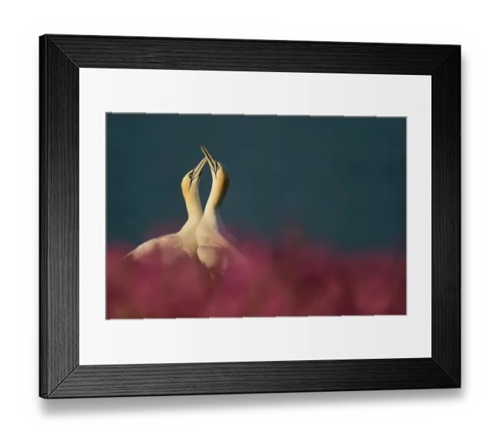 Framed Print : Northern gannets (Morus bassanus) pair displaying amongst campion, Bempton Cliffs, Yorkshire, UK, May Framed Print : Northern gannets (Morus bassanus) pair displaying amongst campion, Bempton Cliffs, Yorkshire, UK, May