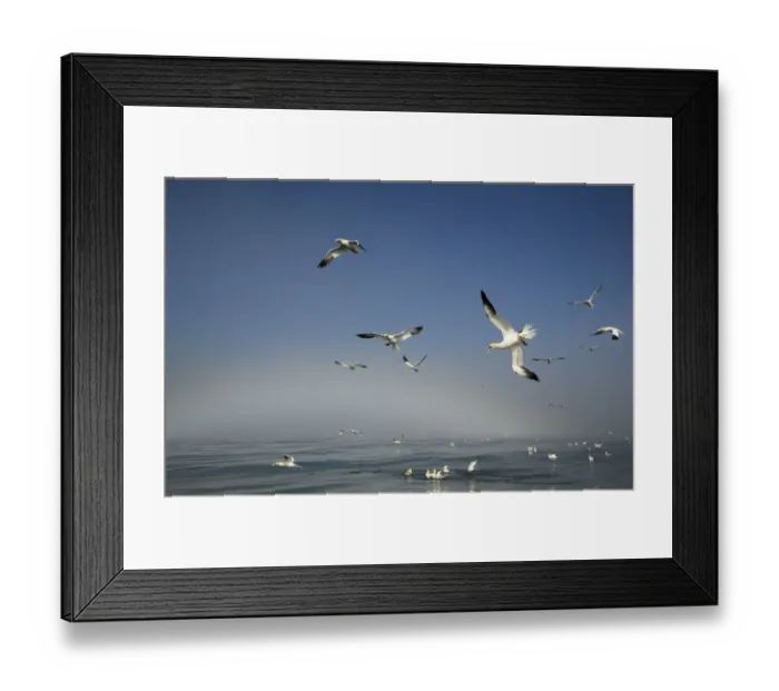 Framed Print : Northern gannets (Morus bassanus) diving and feeding on fish, Bempton Cliffs, Yorkshire Framed Print : Northern gannets (Morus bassanus) diving and feeding on fish, Bempton Cliffs, Yorkshire