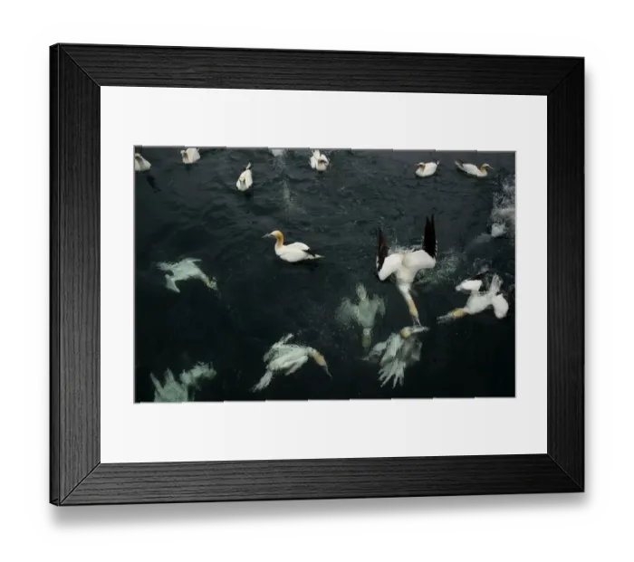 Framed Print : Northern gannets (Morus bassanus) diving and feeding on fish