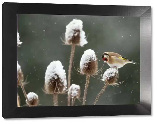 Goldfinch (Carduelis carduelis) feeding on teasel in falling snow, Leicestershire, UK
