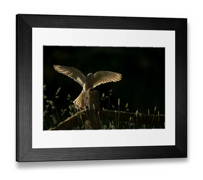 Framed Print : Kestrel (Falco tinnunculus), juvenile, with its prey on fence post in late evening light Framed Print : Kestrel (Falco tinnunculus), juvenile, with its prey on fence post in late evening light