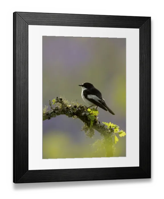Framed Print : Pied flycatcher (Ficedula hypoleuca), male, perched on a tree branch Framed Print : Pied flycatcher (Ficedula hypoleuca), male, perched on a tree branch