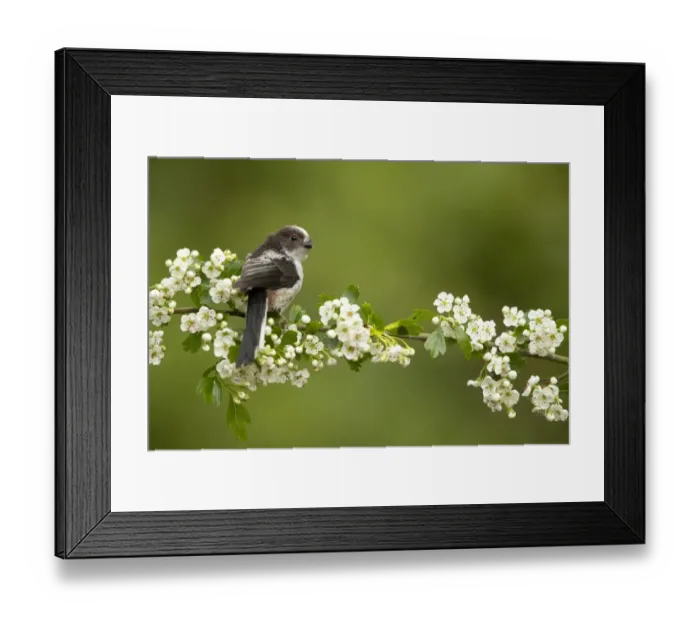 Framed Print : Long tailed tit (Aegithalos caudatus) perched on hawthorn. Hampshire, UK, May Framed Print : Long tailed tit (Aegithalos caudatus) perched on hawthorn. Hampshire, UK, May