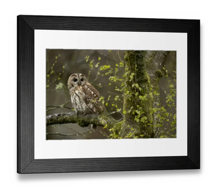 Framed Print : Tawny owl (Strix aluco) perched in Silver Birch tree (Betula pendula) Framed Print : Tawny owl (Strix aluco) perched in Silver Birch tree (Betula pendula)