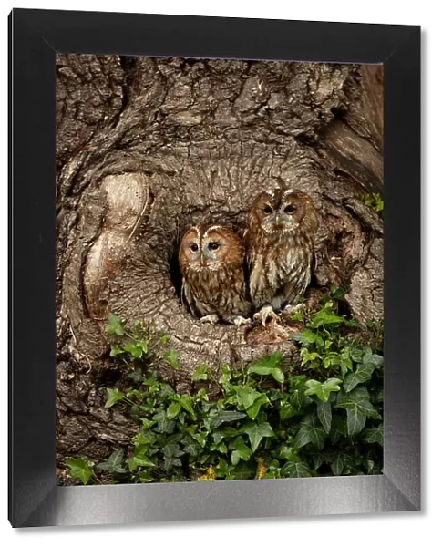 Tawny owls (Strix aluco) peering out from tree hollow, Dumfries and Galloway, Scotland, UK, May, 2021
