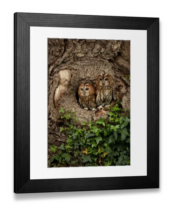 Framed Print : Tawny owls (Strix aluco) peering out from tree hollow, Dumfries and Galloway, Scotland, UK, May, 2021 Framed Print : Tawny owls (Strix aluco) peering out from tree hollow, Dumfries and Galloway, Scotland, UK, May, 2021