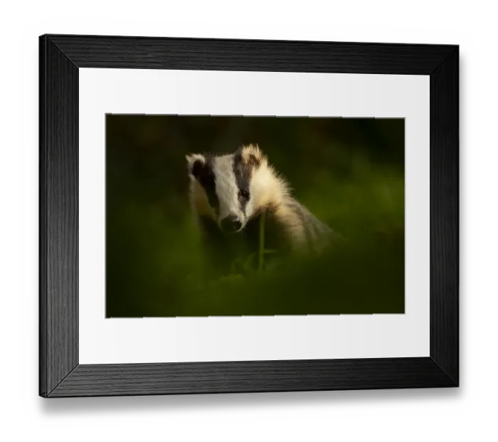 Framed Print : European badger (Meles meles) in woodland in late evening light. Scotland, UK, August Framed Print : European badger (Meles meles) in woodland in late evening light. Scotland, UK, August