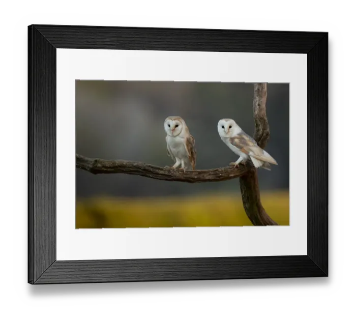 Framed Print : Barn owls (Tyto alba) perched on tree branch, late evening. Northamptonshire, UK, May Framed Print : Barn owls (Tyto alba) perched on tree branch, late evening. Northamptonshire, UK, May