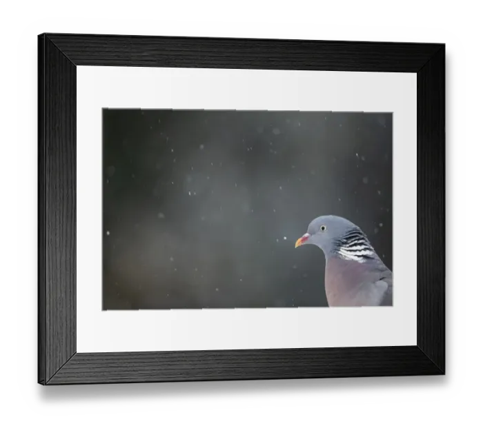 Framed Print : Wood pigeon (Columba palumbus) in falling snow. Leicestershire, UK, February Framed Print : Wood pigeon (Columba palumbus) in falling snow. Leicestershire, UK, February