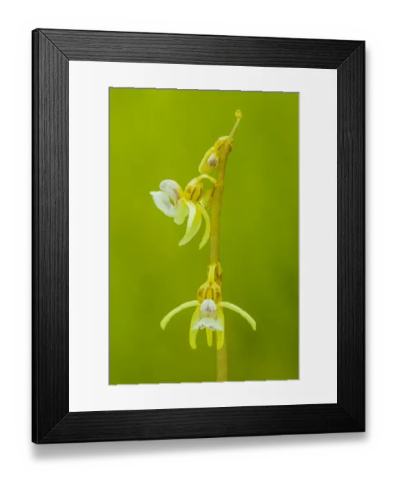 Framed Print : Ghost orchid (Epipogium aphyllum), Roncal Valley, Navarre, Spain, Europe Framed Print : Ghost orchid (Epipogium aphyllum), Roncal Valley, Navarre, Spain, Europe