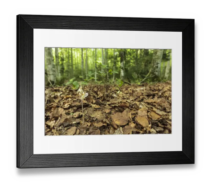 Framed Print : Ghost orchid (Epipogium aphyllum) flowering in leaf litter on forest floor Framed Print : Ghost orchid (Epipogium aphyllum) flowering in leaf litter on forest floor