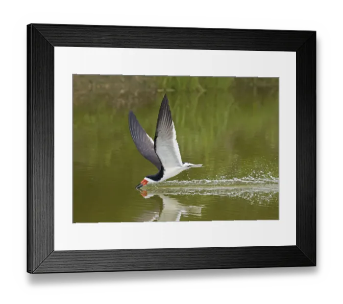 Framed Print : Adult Black skimmer (Rynchops niger), in breeding plumage Framed Print : Adult Black skimmer (Rynchops niger), in breeding plumage