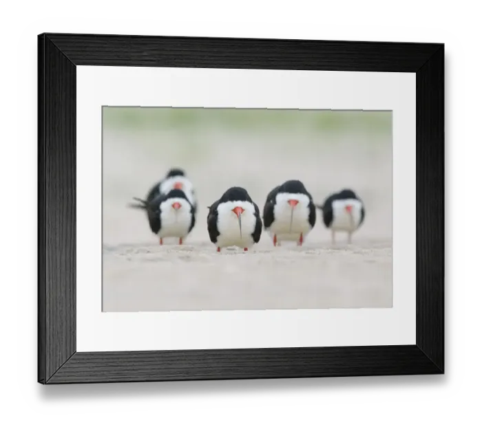 Framed Print : Flock of adult Black skimmers (Rynchops niger), in breeding plumage, resting on a beach Framed Print : Flock of adult Black skimmers (Rynchops niger), in breeding plumage, resting on a beach