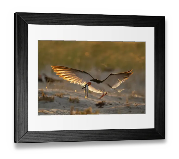 Framed Print : Adult Black skimmer (Rynchops niger), in breeding plumage Framed Print : Adult Black skimmer (Rynchops niger), in breeding plumage