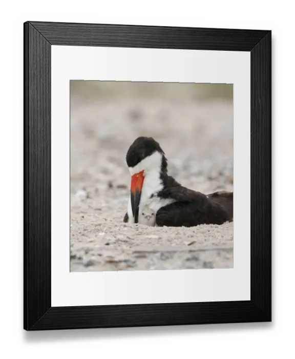 Framed Print : Adult Black skimmer (Rynchops niger) brooding chick, Long Island, New York, USA. August Framed Print : Adult Black skimmer (Rynchops niger) brooding chick, Long Island, New York, USA. August
