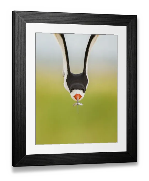 Framed Print : Front view of an adult Black skimmer (Rynchops niger) in flight carrying a fish Framed Print : Front view of an adult Black skimmer (Rynchops niger) in flight carrying a fish