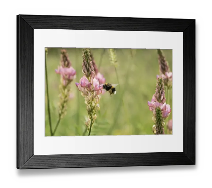 Framed Print : Bumblebee (probably Bombus terrestris) visiting flowers of Sainfoin Framed Print : Bumblebee (probably Bombus terrestris) visiting flowers of Sainfoin
