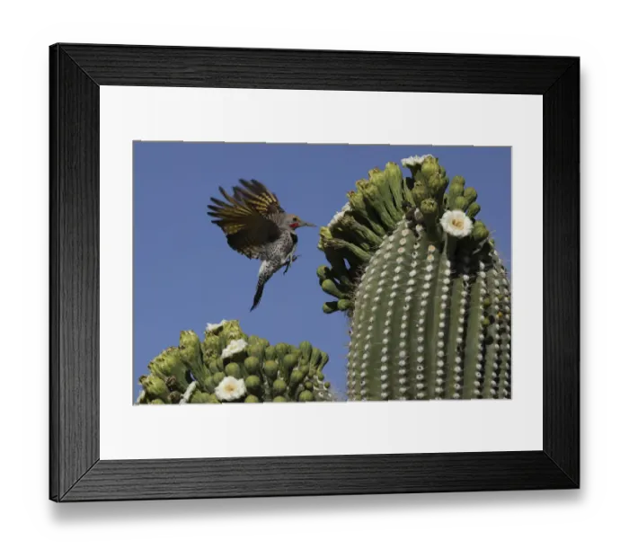 Framed Print : Gilded flicker (Colaptes chrysoides) flying to feed on nectar from Saguaro blossoms Framed Print : Gilded flicker (Colaptes chrysoides) flying to feed on nectar from Saguaro blossoms