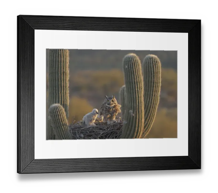 Framed Print : Great horned owls (Bubo virginianus), adult and chick, on nest in Saguaro cactus Framed Print : Great horned owls (Bubo virginianus), adult and chick, on nest in Saguaro cactus