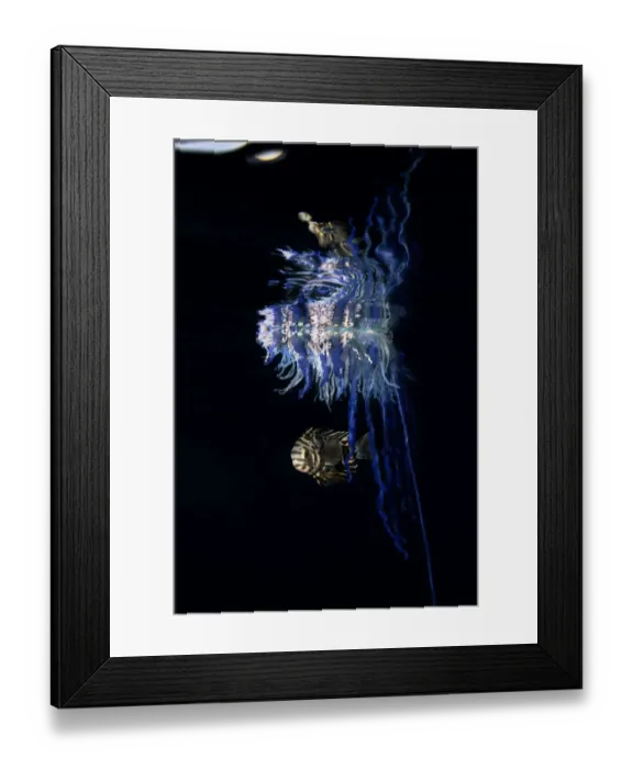 Framed Print : Mutualism between a Portuguese man o war (Physalia physalis Framed Print : Mutualism between a Portuguese man o war (Physalia physalis