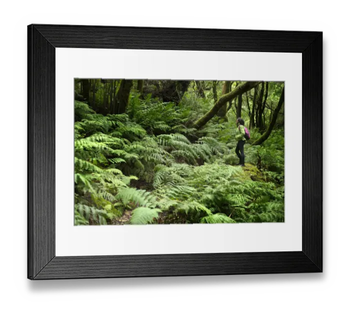 Framed Print : Women in ferns or Chain fern (Woodwardia radicans) in the laurel forest of the Anaga