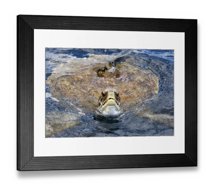 Framed Print : Green sea turtle (Chelonia mydas) at surface, Tenerife, Canary Islands Framed Print : Green sea turtle (Chelonia mydas) at surface, Tenerife, Canary Islands
