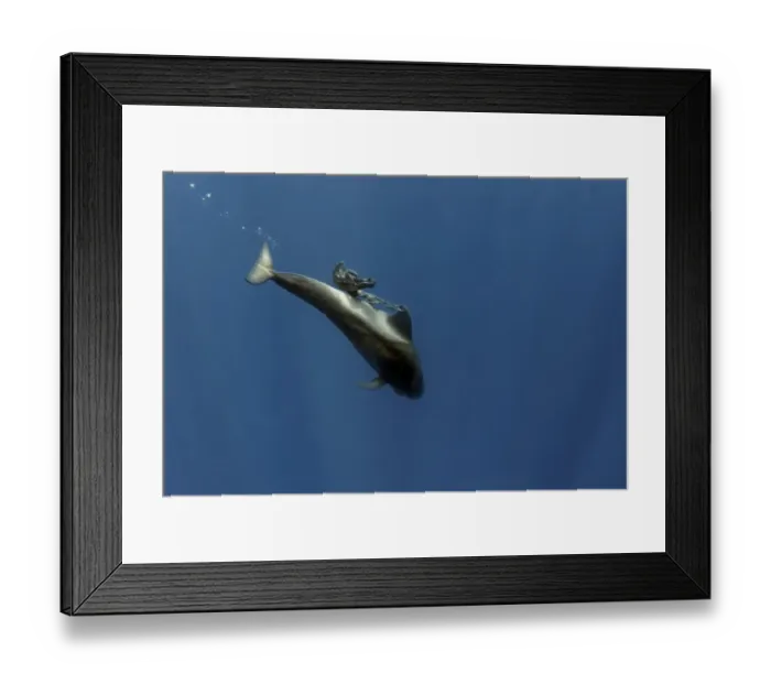 Framed Print : Pilot whale (Globicephala macrorhynchus) calf playing with a plastic bag, Tenerife Framed Print : Pilot whale (Globicephala macrorhynchus) calf playing with a plastic bag, Tenerife