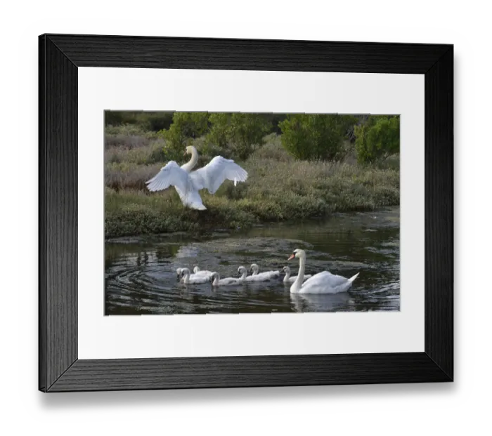 Framed Print : Family of Mute swans (Cygnus olor), Vendeen Marsh, Vendee, France, June Framed Print : Family of Mute swans (Cygnus olor), Vendeen Marsh, Vendee, France, June