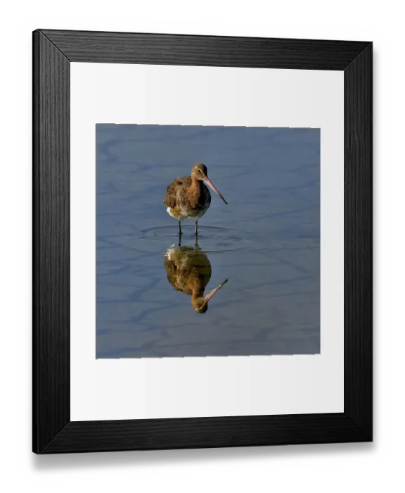 Framed Print : Black-tailed godwit (Limosa limosa) foraging, Vendeen Marsh, Vendee, France, May Framed Print : Black-tailed godwit (Limosa limosa) foraging, Vendeen Marsh, Vendee, France, May