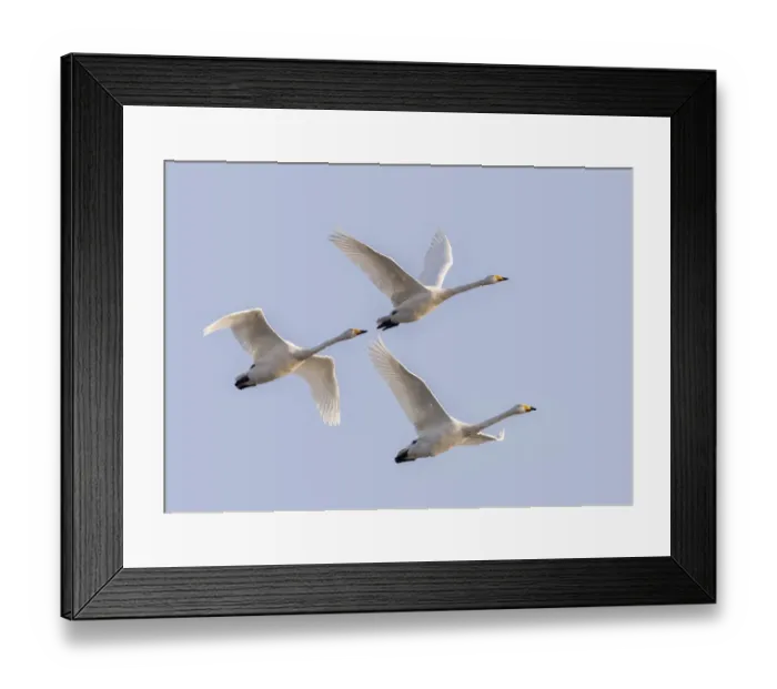Framed Print : Whooper swans (Cygnus cygnus) in flight, Sanmenxia, Henan province, China Framed Print : Whooper swans (Cygnus cygnus) in flight, Sanmenxia, Henan province, China