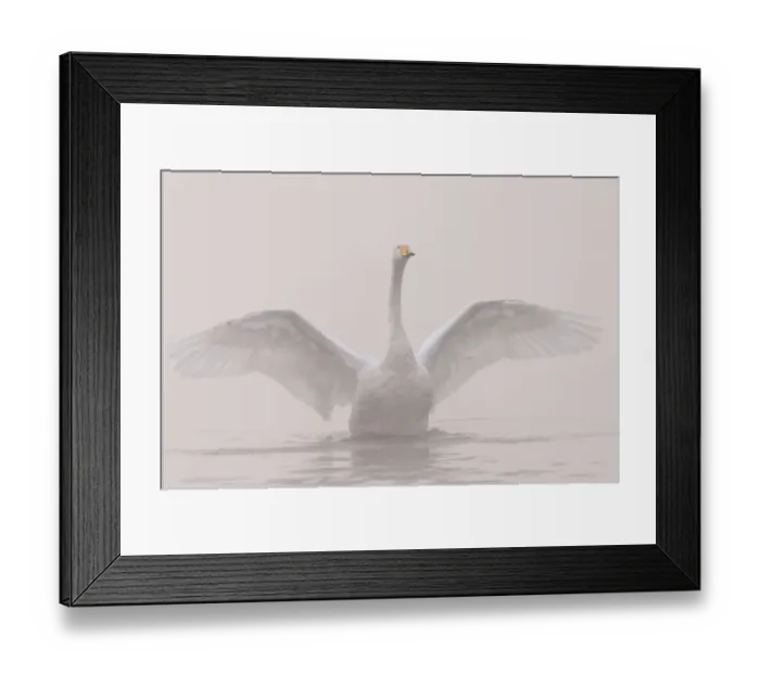 Framed Print : Whooper swan (Cygnus cygnus) outstretching its wings, Sanmenxia, Henan province, China Framed Print : Whooper swan (Cygnus cygnus) outstretching its wings, Sanmenxia, Henan province, China